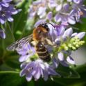 Andrena bicolor.jpg